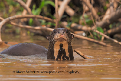 Giant river otter - Pteronura brasiliensis