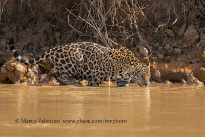 Jaguar - Panthera onca