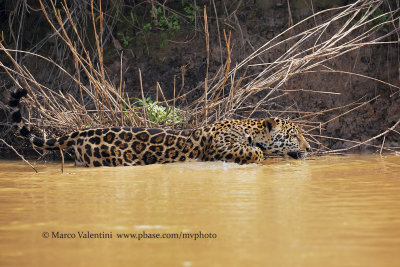 Jaguar - Panthera onca