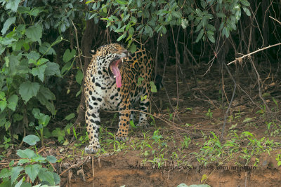 Jaguar - Panthera onca