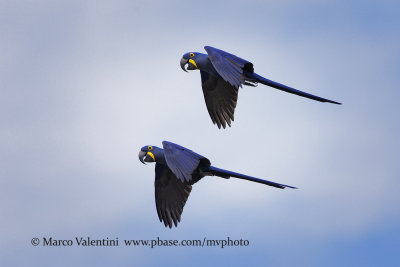 Hyacinth macaw - Anadorhyncus hyacinthinus