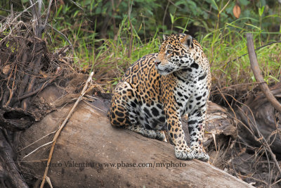 Jaguar - Panthera onca