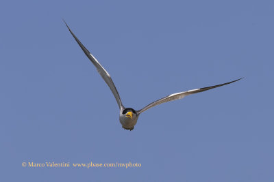 Large-billed tern - Phaetusa simplex