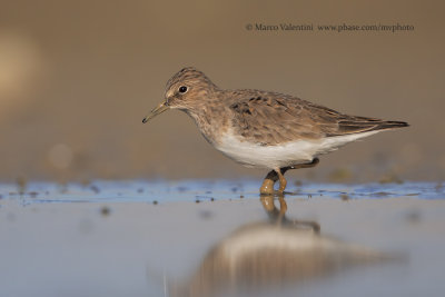 Temminck's stint - Calidris temminkii