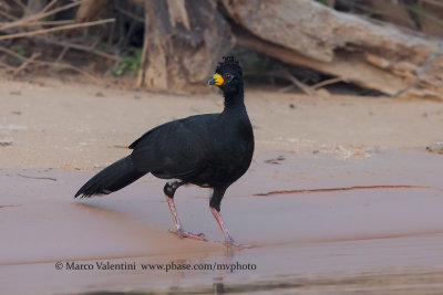 Bare-faced Curassow - Crax fasciolata