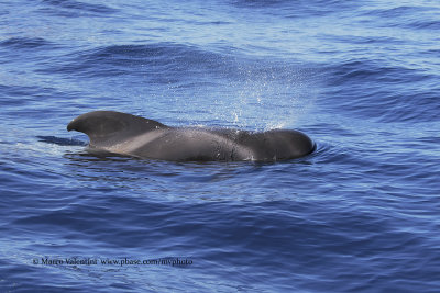 Long-finned Pilot whale - Globicephala melas