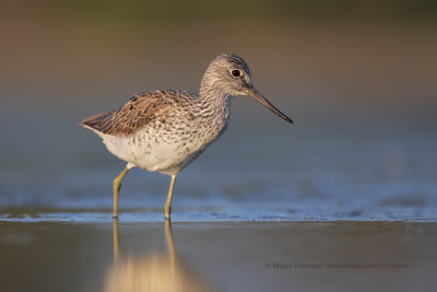 Greenshank - Tringa nebularia