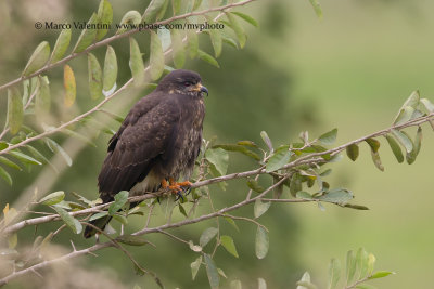 Snail kite - Rosthramus sociabilis