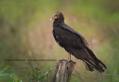 Lesser yellow-headed vulture - Cathartes burrovianus