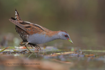 Little crake - Porzana parva