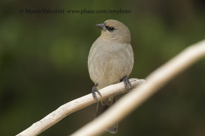 Baywing - Agelaioides badius