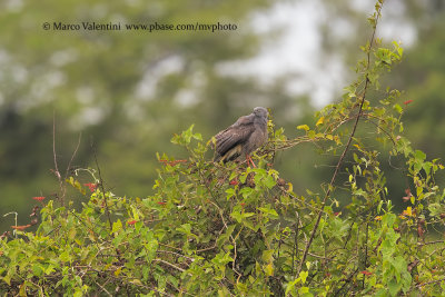 Crane Hawk - Geranospiza coerulescens