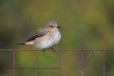 Spotted flycatcher - Muscicapa striata