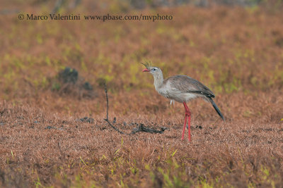 Red-legged Seriema - Cariama cristata