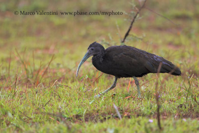 Green ibis - Mesembrinibis cayennensis