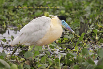 Capped heron - Pilherodius pileatus