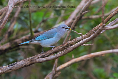 Sayaca Tanager - Thraupis sayaca