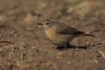 Common redstart - Phoenicurus phoenicurus