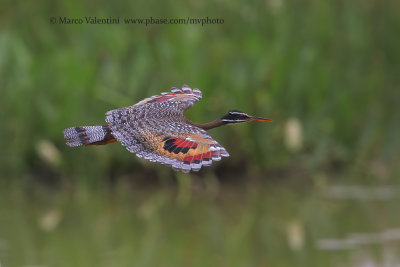 Sunbittern - Eurypyga helias