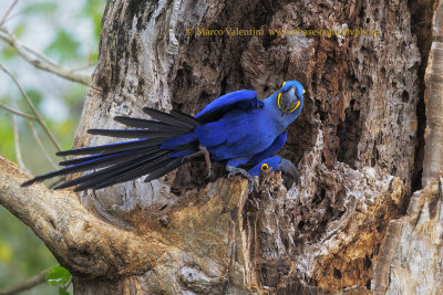 Hyacinth macaw - Anadorhyncus hyacinthinus