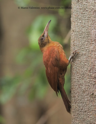 Great rufuous Woodcreeper - Hyphocolaptes major