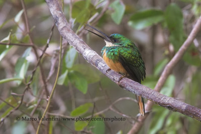 Rufuous-tailed Jacamar - Galbula ruficauda
