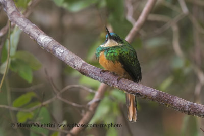 Rufuous-tailed Jacamar - Galbula ruficauda