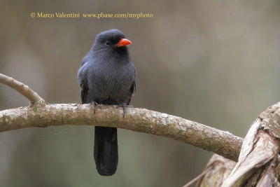 Black-fronted Nunbird - Monasa nigrifrons