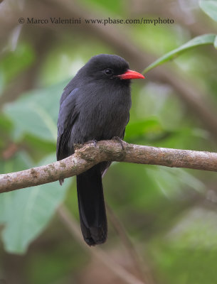 Black-fronted Nunbird - Monasa nigrifrons