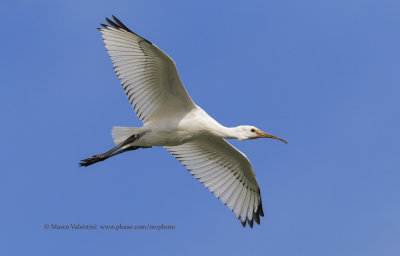 Spoonbill - Platalea leucorodia