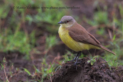 Cattle tyrant - Machetornis rixosa