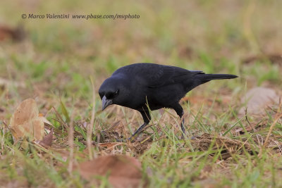 Shiny Cowbird - Molothrus bonariensis