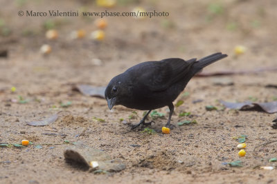 Screaming Cowbird - Molothrus rufoaxillaris