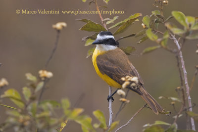 Lesser Kiskadee - Philohydor lictor