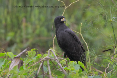 Great black Hawk - Buteogallus urubitinga