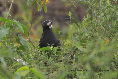 Great black Hawk - Buteogallus urubitinga