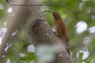 Red-billed Scythebill - Campylorhamphus trochilirostris