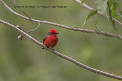 Vermilion Flycatcher - Pyrocephalus rubinus