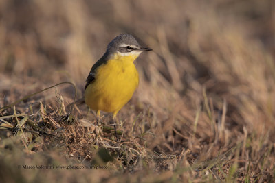 Yellow wagtail - Motacilla flava