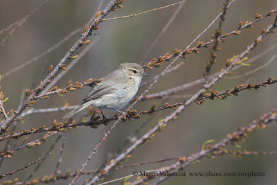 Siberian Chiffchaff - Phylloscopus tristis