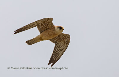 Red-footed falcon - Falco vespertinus