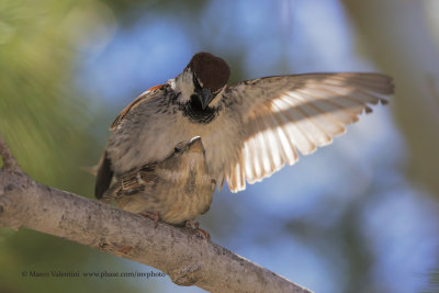 Italian Sparrow - Passer italiae