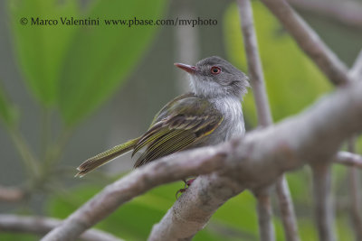 Pearly-vented Tody-tyrant - Hemitriccus margaritaceiventer