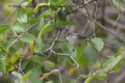 Plain Tyrannulet - Inezia inornata