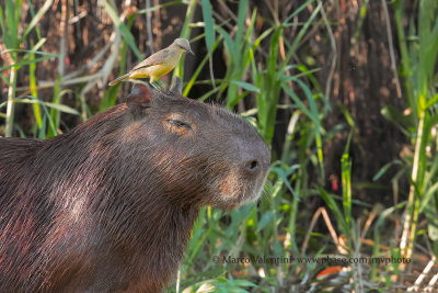 Capibara - Hydrochoerus hydrochaeris