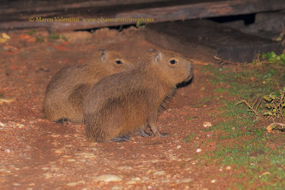 Capibara - Hydrochoerus hydrochaeris