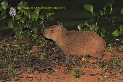 Capibara - Hydrochoerus hydrochaeris