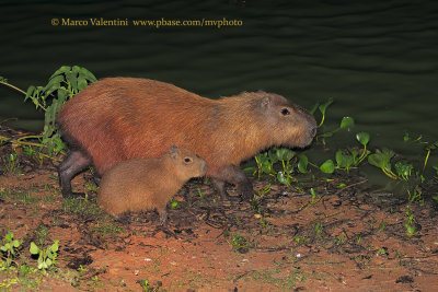 Capibara - Hydrochoerus hydrochaeris