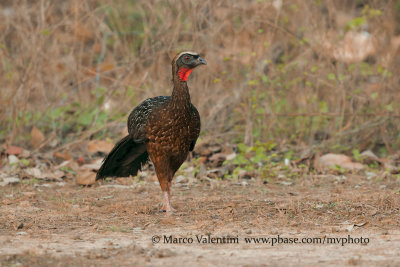 Chestnut-bellied Guam - Penelope ochrogaster