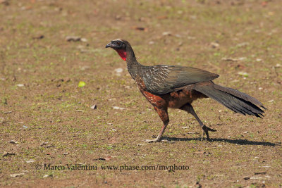 Chestnut-bellied Guam - Penelope ochrogaster
